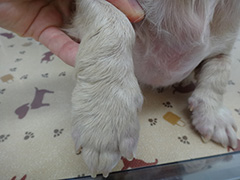 スキンケアマニュアル 犬の皮膚科 メディカルスキンケアセンター