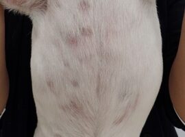 皮膚病が治らない５つの理由 犬の皮膚科 メディカルスキンケアセンター